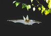 Brown long-eared bat (Plecotus auritus)