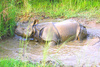 Indian Rhinoceros (Rhinoceros unicornis)