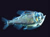 Giant Hatchetfish (Argyropelecus gigas)