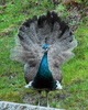 Peahen with tail feathers fanned