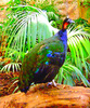 Congo peafowl (Afropavo congensis)