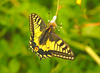 Corsican swallowtail (Papilio hospiton)