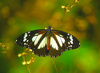 Black-and-White Tiger Butterfly (Danaus affinis)