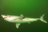 Porbeagle Shark (Lamna nasus)