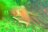 Horned octopus (Eledone cirrhosa)