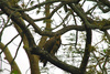Slender-billed vulture (Gyps tenuirostris)