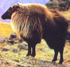Himalayan tahr (Hemitragus jemlahicus)