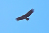 Andean Condor (Vultur gryphus)