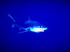 Longfin mako shark (Isurus paucus)