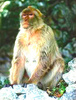 Barbary Macaque