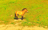 Przewalski's horse