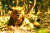 Lion (Panthera leo)