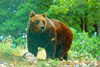 Brown bear (Ursus arctos)