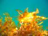 Sargassum fish (Histrio histrio)