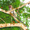 Crab-eating macaque (Macaca fascicularis)