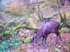 Tufted deer (Elaphodus cephalophus)
