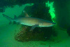 Whitetip reef shark (Triaenodon obesus)