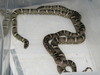 Outer Banks kingsnakes breeding
