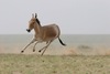 Mongolian wild ass (Equus hemionus hemionus, khulan)