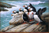 Panthera 0002 Roger Tory Peterson Puffins