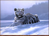 Panthera 0013 Spencer Hodge Siberian Tiger