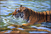 Panthera 0025 Mickey Flodin Afternoon Swim