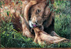 Panthera 0028 Terry Isaac Fathers Day