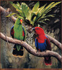 Panthera 0054 Philip Farley Eclectus Parrots