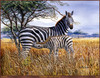 Panthera 0069 Don Balke Zebra and Foal