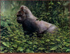 Panthera 0080 Bradley Parrish Rainforest Prince