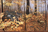 Panthera 0082 Ron S. Parker Autumn Maples