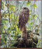 Panthera 0086 Greg Postle Boobook Owl