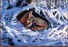 Panthera 0098 Rosemary Millette Nestled Gray Fox