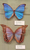 ...Stunning She-Males of the Animal World - Blue Morpho Butterfly (Morpho didius) [LiveScience 2011