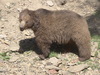 ursus arcts isabellinus Himlayan browen bear (cub)