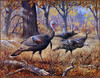 Panthera 0108 Ron Jenkins Wild Turkey