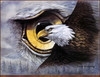 Panthera 0129 Mark Greenaway Eye of the Eagle