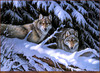 Panthera 0138 Rosemary Millette Black Timber Wolves