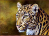 Panthera 0151 Kim Thompson Leopard