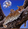 Panthera 0161 Schim Schimmel Tree of Life