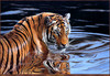 Panthera 0170 Matthew Hillier Reflections