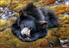 Panthera 0190 Carl Brenders Bearly Asleep