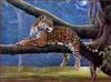 Panthera 0198 Raymond Reibel Jaguar