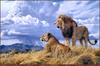 Panthera 0159 Lindsay B. Scott Samburu Majesty
