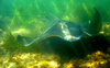 Smooth stingray (Dasyatis brevicaudata)