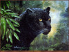 Panthera 0206 Don Balke Black Panther