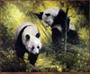 Panthera 0214 Spencer Hodge Panda Pair