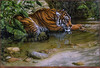 Panthera 0223 Lee Kromschroeder Tiger River