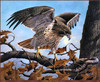 Panthera 0240 Harold Roe Red Tail Hawk