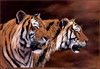 Panthera 0255 Jonathan Truss Twice the Stripes